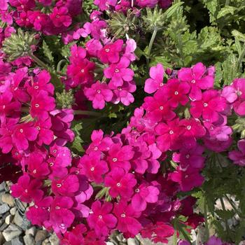 Verbena 'Sun Kiss Pink Lemonade' 24,416
