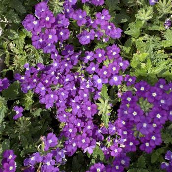 Verbena 'Sun Kiss Blue Charme' USPP 31,746