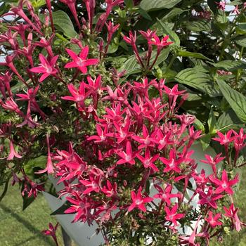 Pentas lanceolata Beehive&trade; '' (313563)