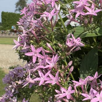 Pentas lanceolata