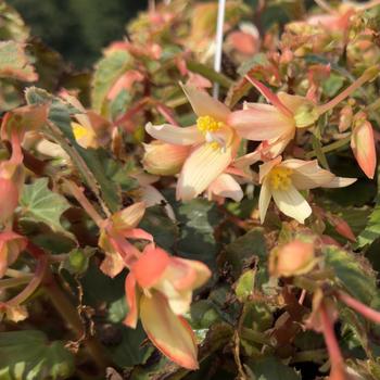 Begonia boliviensis 'Groovy Salmon Bicolor' (313565)