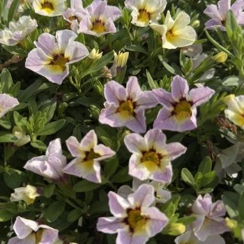 Calibrachoa Rainbow&reg; 'Iced Blueberry' (313566)