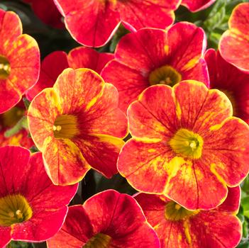 Calibrachoa 'Firewalker'