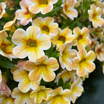 Calibrachoa 'Caramel'