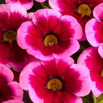 Calibrachoa 'Frankenberry'