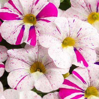 Calibrachoa 'Graffiti'