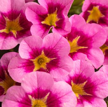 Calibrachoa 'Pink Squish'