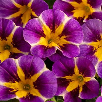 Calibrachoa 'Plum Trouble'