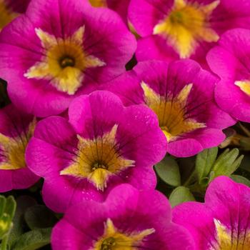 Calibrachoa 'Razzle Dazzle'
