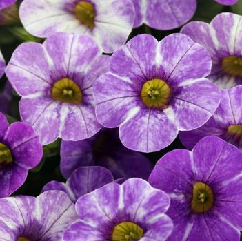 Calibrachoa 'Skywalker'