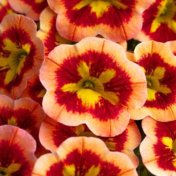 Calibrachoa 'Spicy Honey'