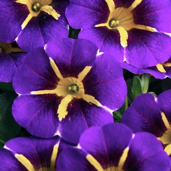 Calibrachoa 'Starfire Blue Improved'