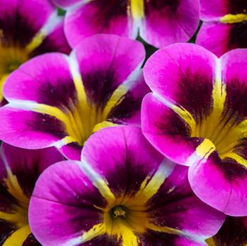 Calibrachoa 'Starfire Fuchsia'