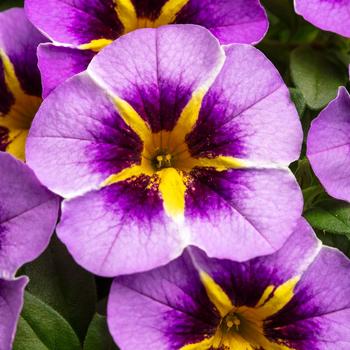 Calibrachoa 'Starfire Lavender'