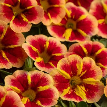 Calibrachoa 'Starfire Orange'