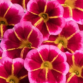 Calibrachoa 'Starfire Rose'