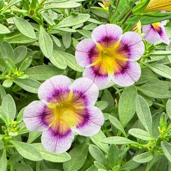 Calibrachoa 'Sweetness'