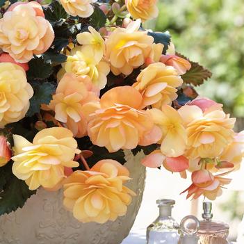 Begonia 'Fragrant Falls Peach'