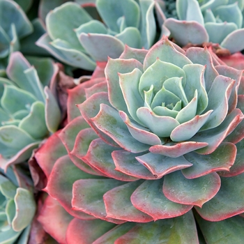Echeveria 'Afterglow'