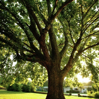 Quercus muehlenbergii