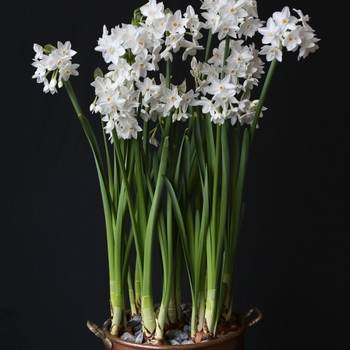 Narcissus papyraceus 'Ziva'