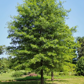 Quercus palustris