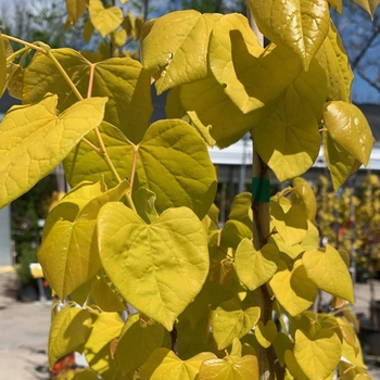 Cercis canadensis 'JN15' USPP21303P2