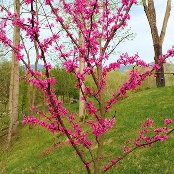 Cercis canadensis 'Appalachian Red'