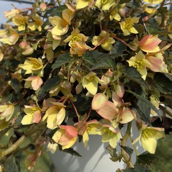 Begonia boliviensis 'Beauvilia Yellow' 