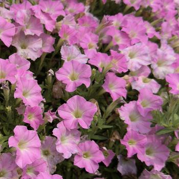 Petunia Supertunia Mini Vista&reg; 'Pink Cloud&trade;' (313626)