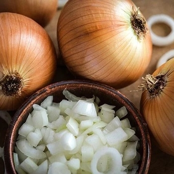 Allium cepa 'Yellow Sweet Spanish'