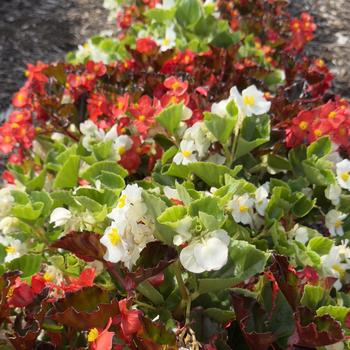 Begonia Hula&trade; '' (313628)