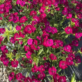Dianthus barbatus Dart™ '' (313629)