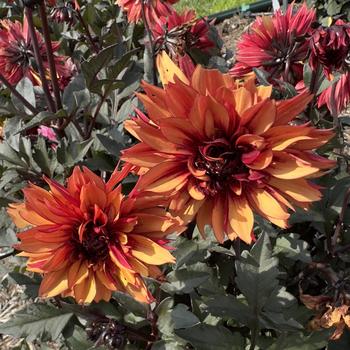 Dahlia 'Grande Chocolate Amber'