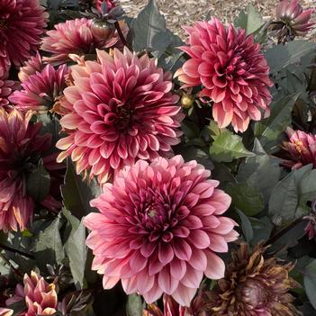 Dahlia 'Grande Chocolate Apricot'