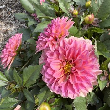 Dahlia 'Grande Coral'