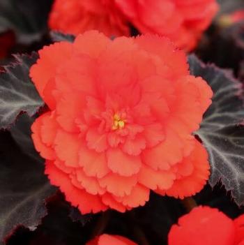 Begonia boliviensis 'Portofino Hot Orange'