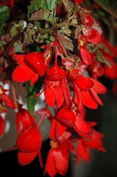 Begonia boliviensis 'Encanto Red' 27,691