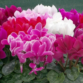Cyclamen persicum