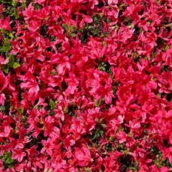 Rhododendron Carla hybrid 'Wolfpack Red'