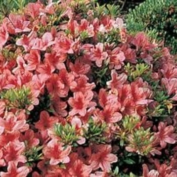 Rhododendron Satsuki hybrid 'Flame Creeper'