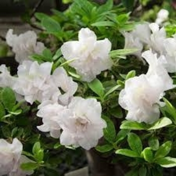 Rhododendron Linwood hybrid 'Hardy Gardenia'