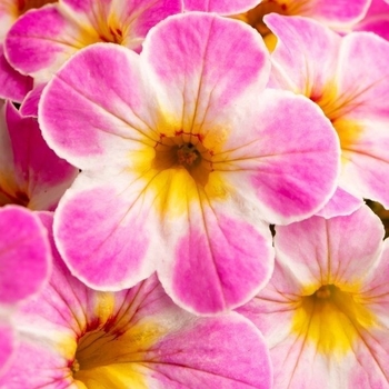 Calibrachoa 'Berry Daring' PP29667P3