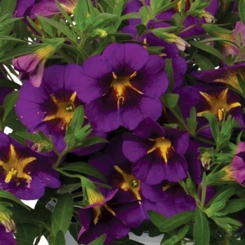 Calibrachoa 'Series' 