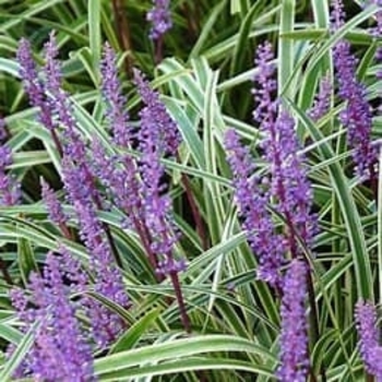Liriope muscari 'Evergreen Giant'