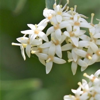 Cornus drummondii