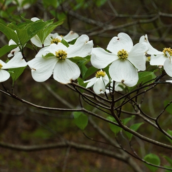 Cornus florida 'Appalachian Snow'