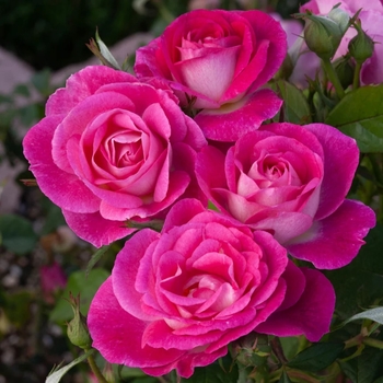 Rosa 'WEKfawibyblu' PPAF