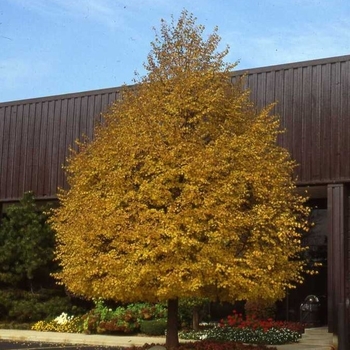 Tilia cordata 'Greenspire'