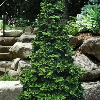 Chamaecyparis obtusa 'Wells Special'